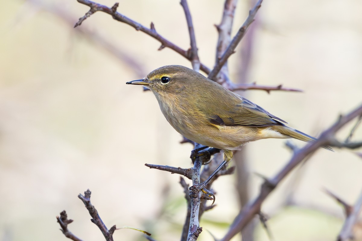 Common Chiffchaff - ML644850661