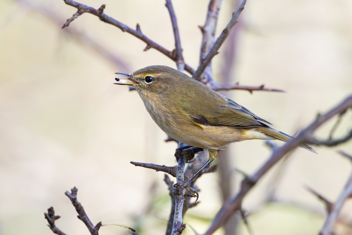 Common Chiffchaff - ML644850662