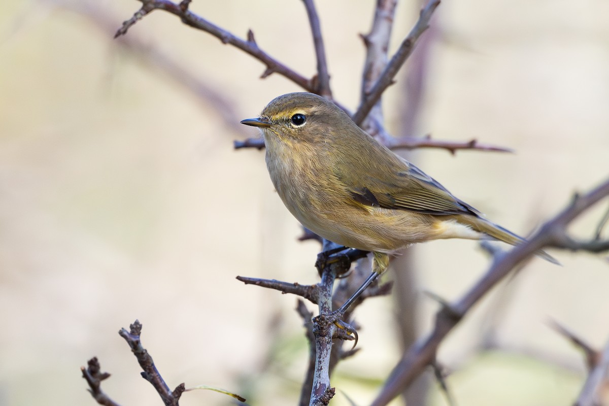 Common Chiffchaff - ML644850663