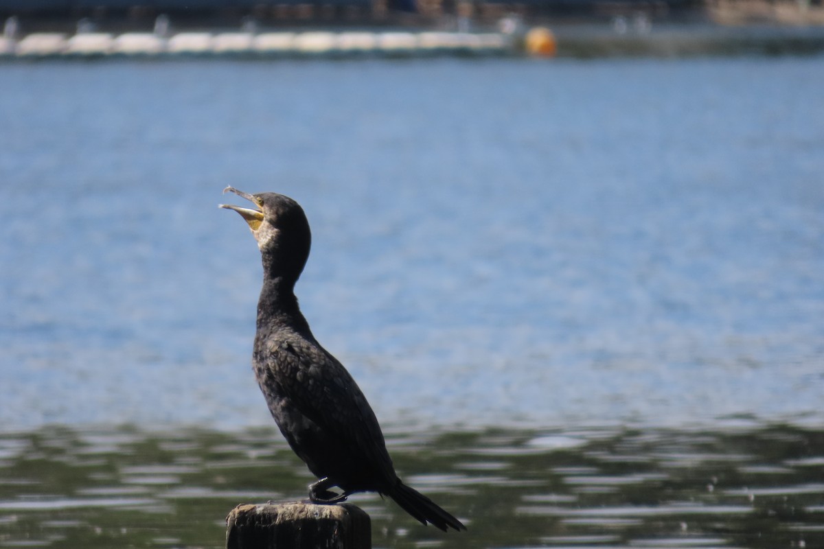 kormorán velký - ML644850664