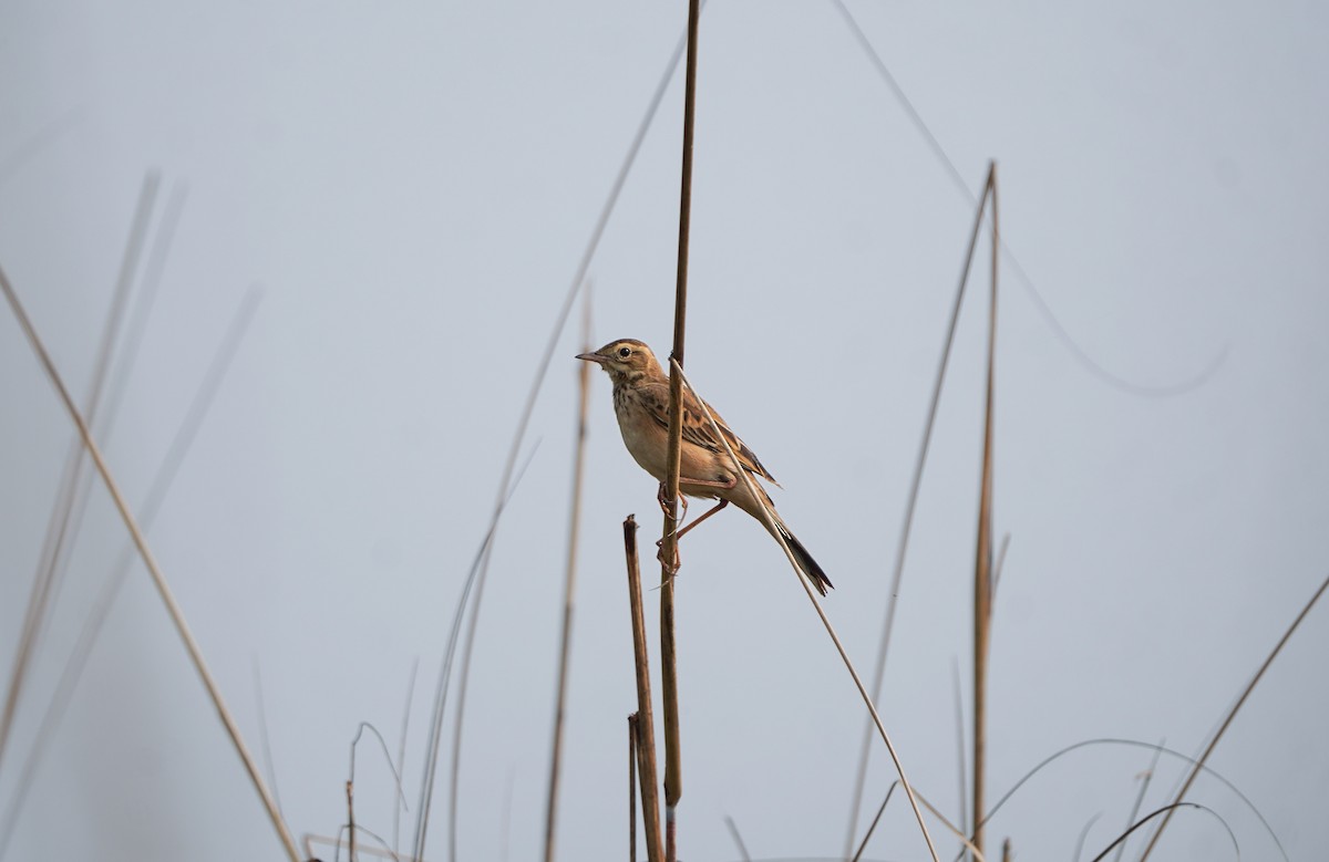 Richard's Pipit - ML644850676