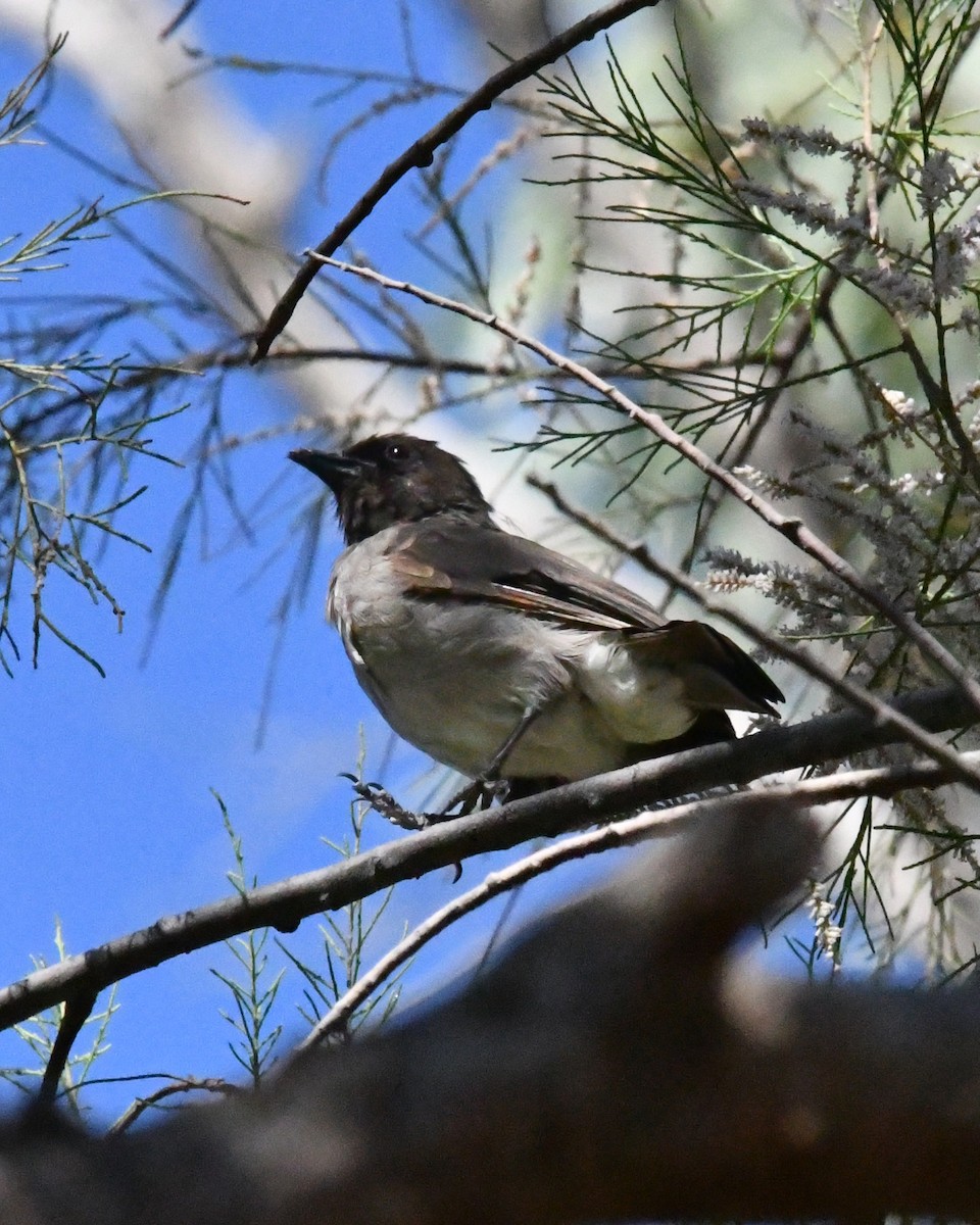 Common Bulbul - ML644850677