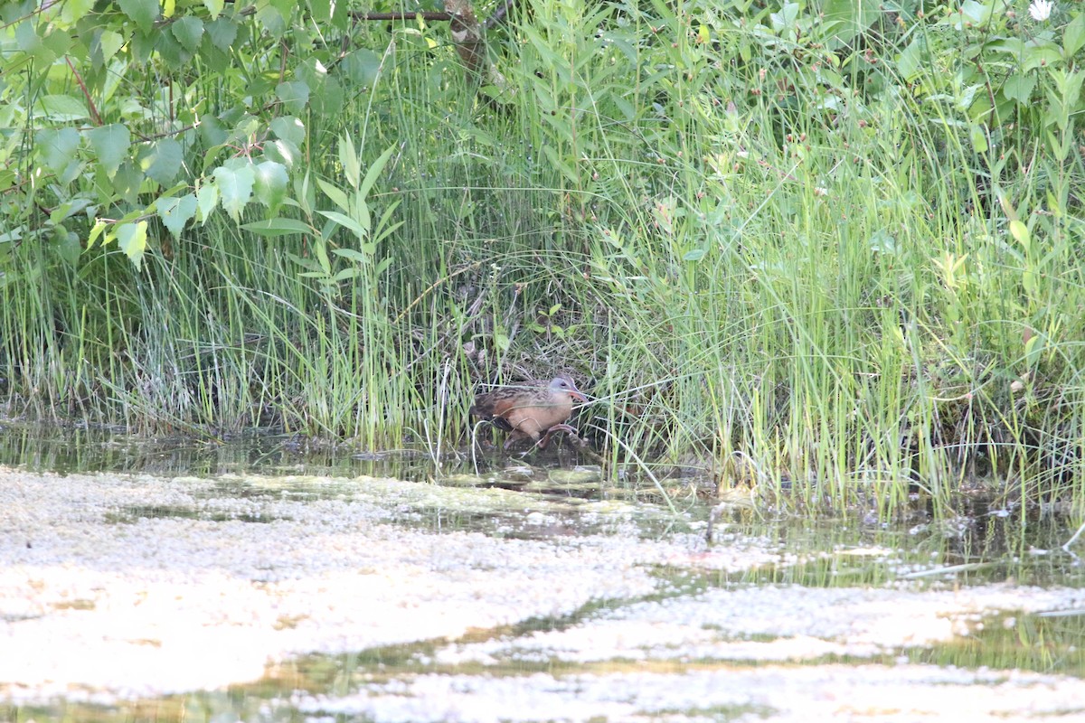 chřástal virginský - ML644850680
