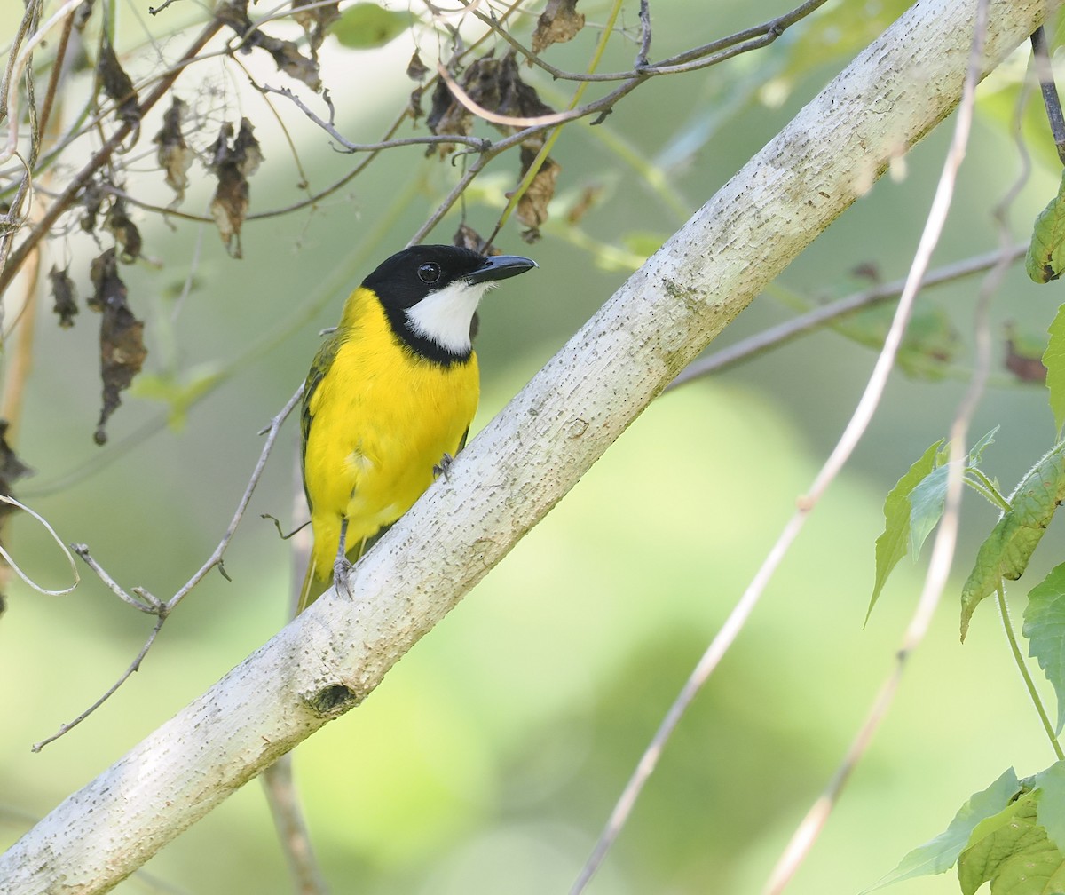 Tenggara Whistler (Timor) - ML644850686