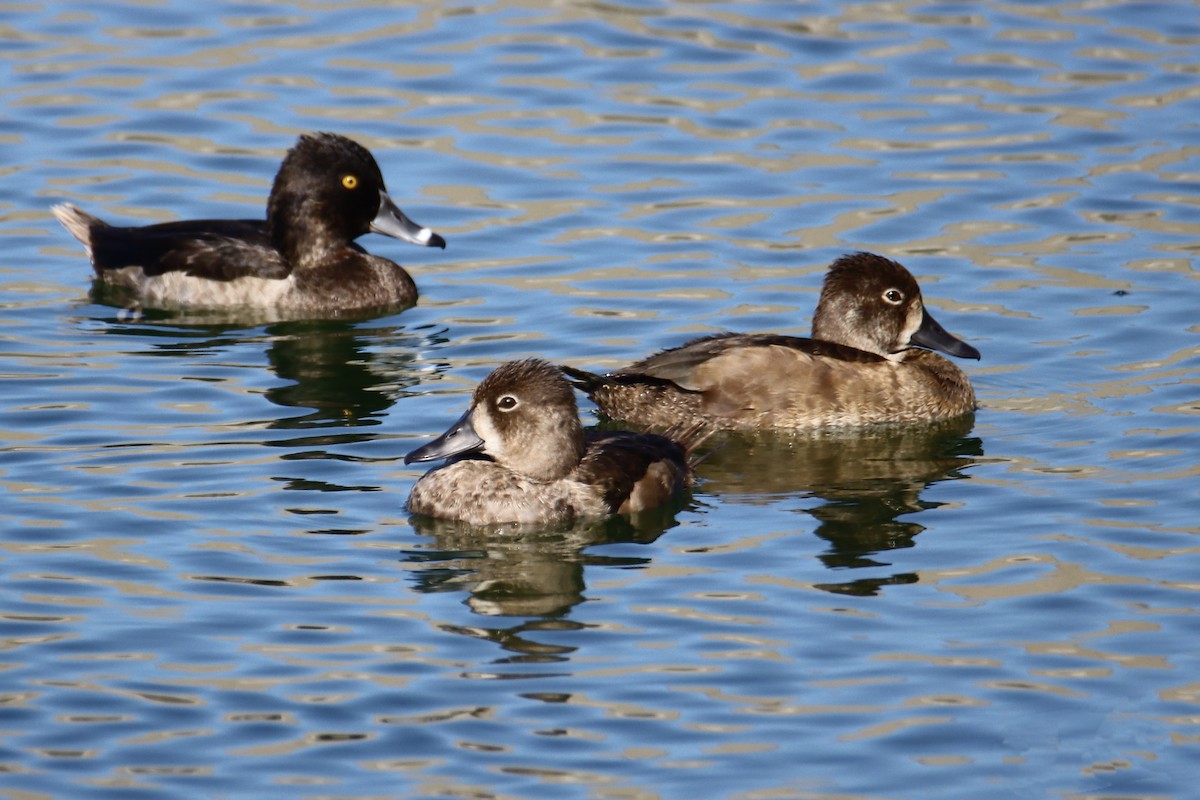 Ring-necked Duck - ML644850687