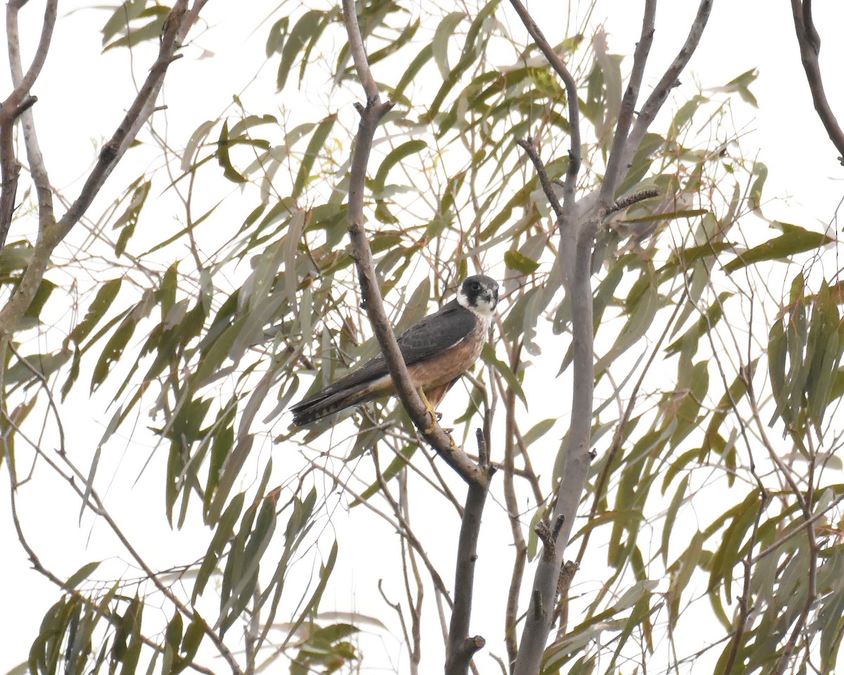 Australian Hobby - ML644850690