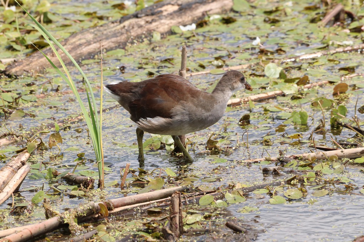 Common Gallinule - ML644850705