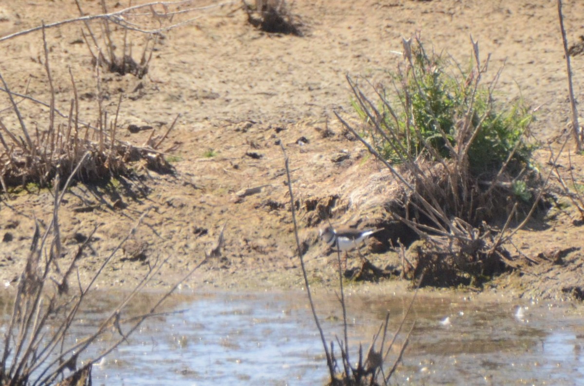 Three-banded Plover - ML644850724