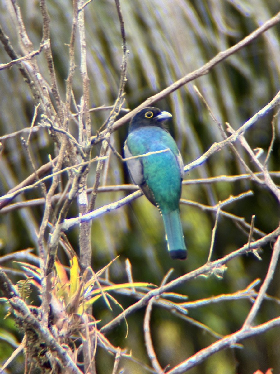 Mor Trogon - ML644850733