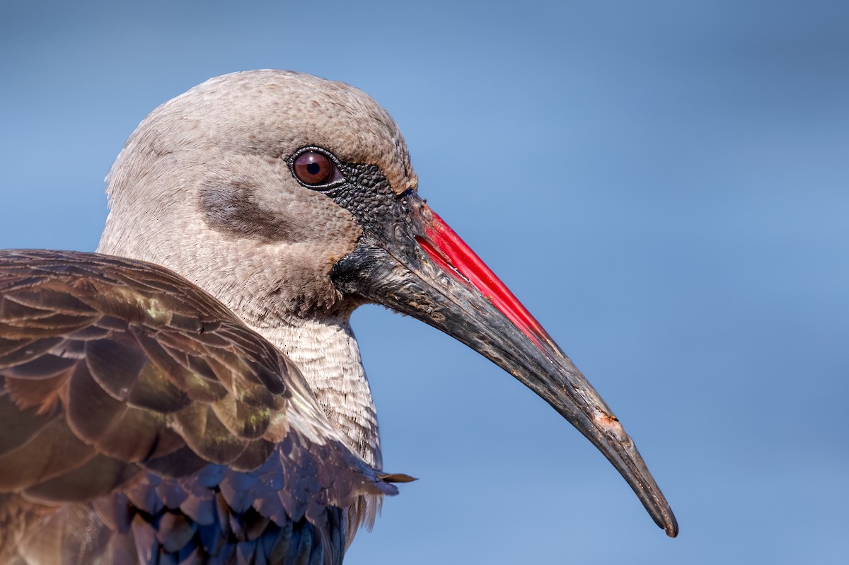 Hadada Ibis - ML644850762