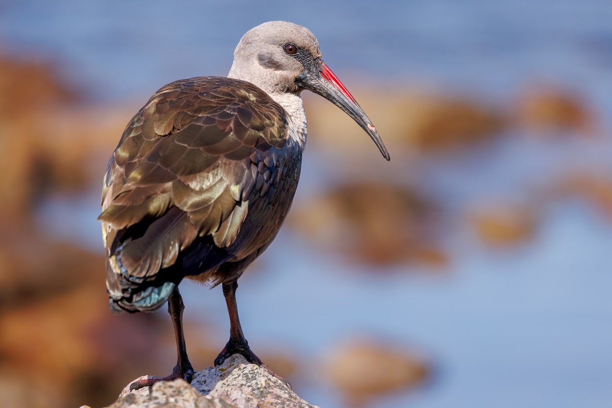 Hadada Ibis - ML644850763