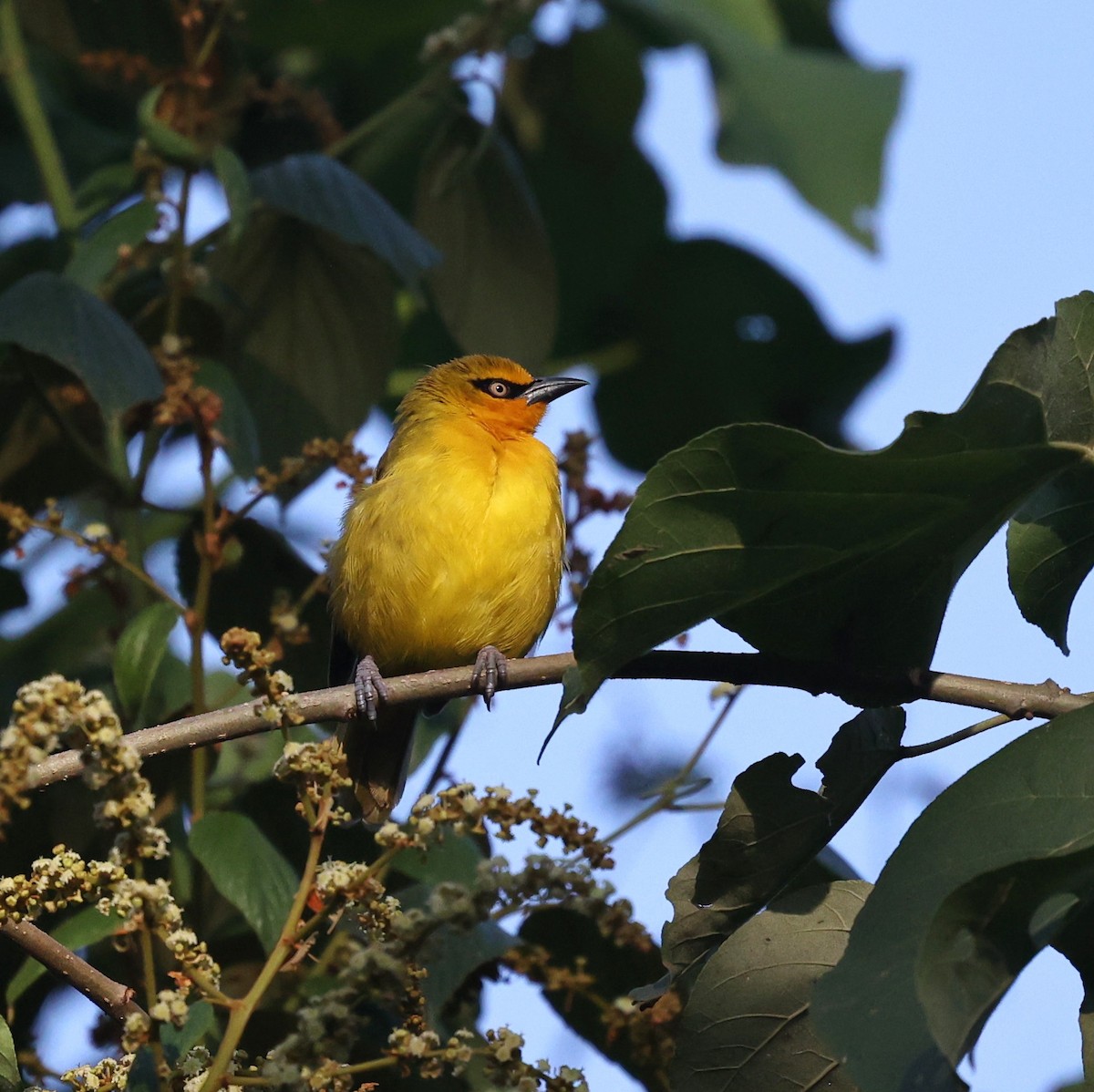 Spectacled Weaver - ML644850774