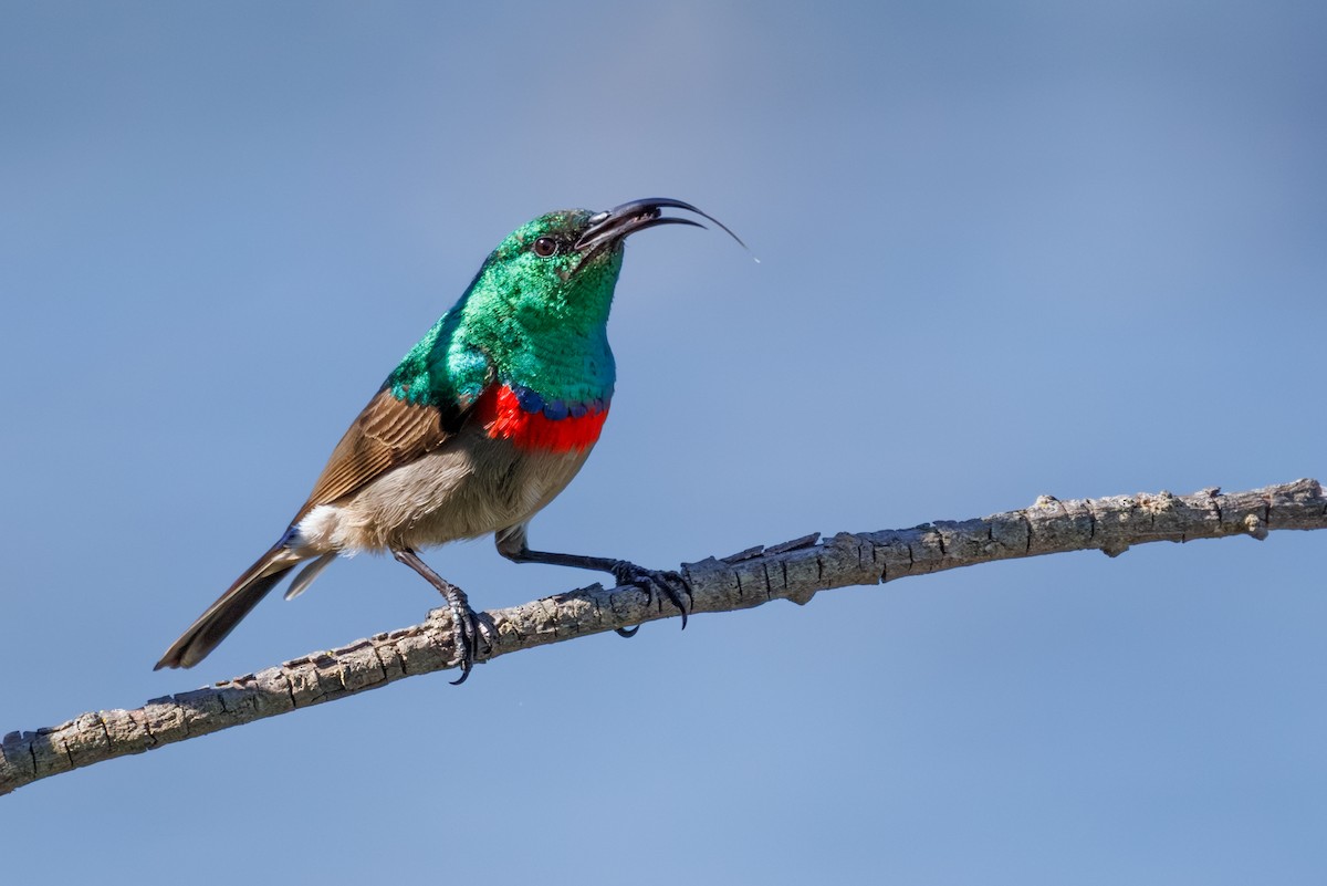 Güneyli Çift Kuşaklı Nektarkuşu - ML644850775