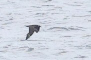 Parasitic Jaeger - ML644850776