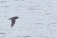 Parasitic Jaeger - ML644850779