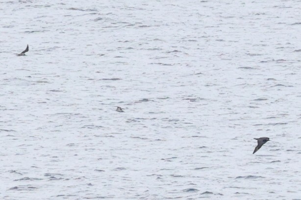 Parasitic Jaeger - ML644850781