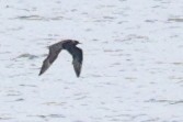 Parasitic Jaeger - ML644850782