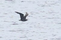 Parasitic Jaeger - ML644850783