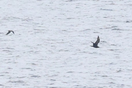 Parasitic Jaeger - ML644850784