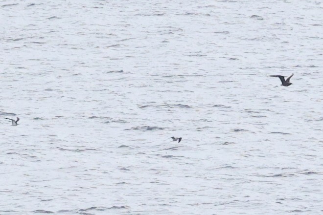 Parasitic Jaeger - ML644850785