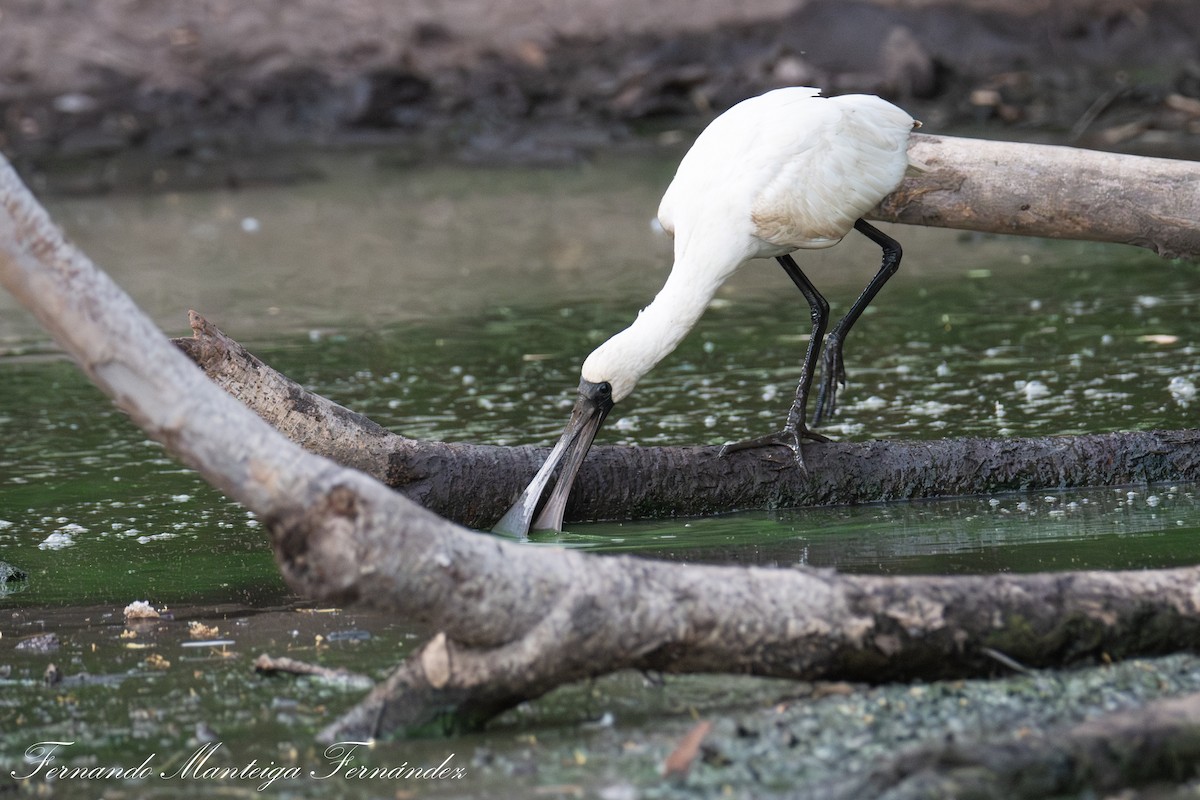 Косар королівський - ML644850808