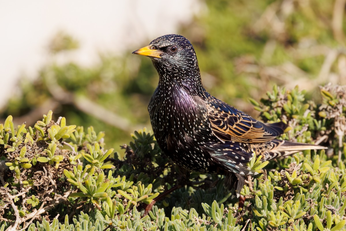 זרזיר מצוי - ML644850822