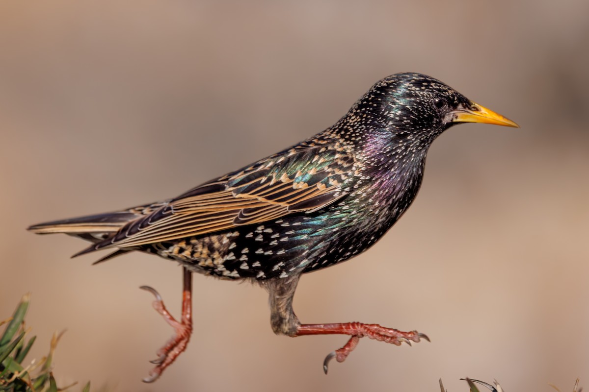 זרזיר מצוי - ML644850823