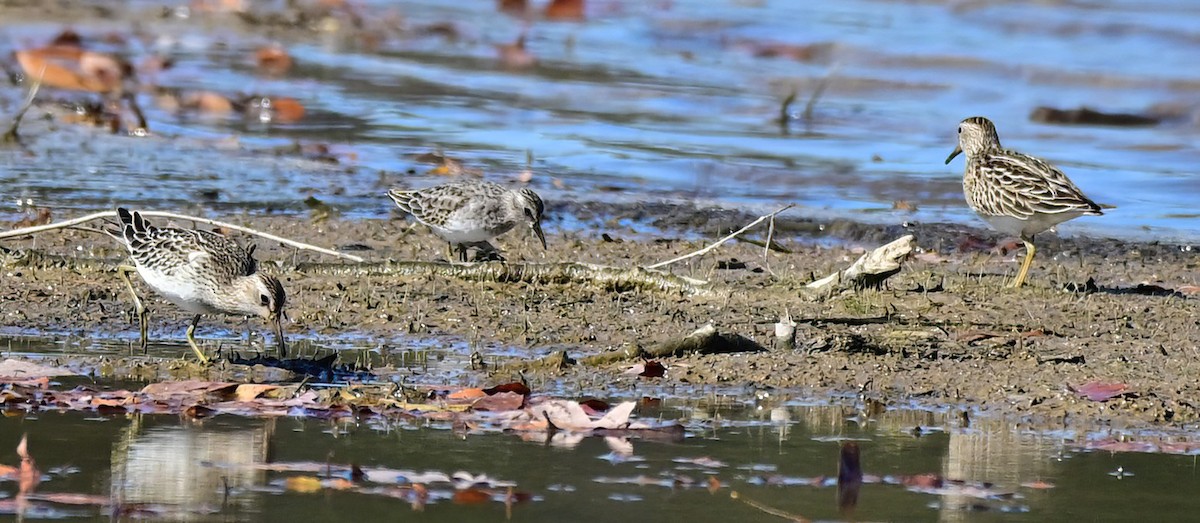 Pectoral Sandpiper - ML644850839