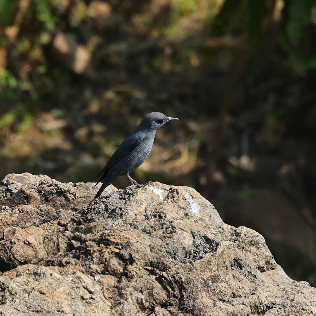 צוקית בודדת - ML644850854