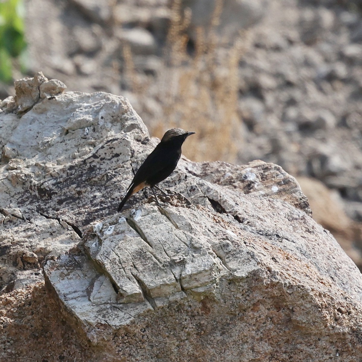 Abyssinian Wheatear - ML644850855