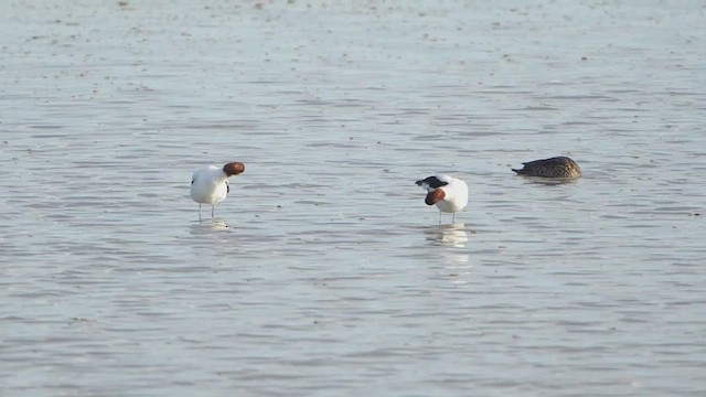 Red-necked Avocet - ML644850882
