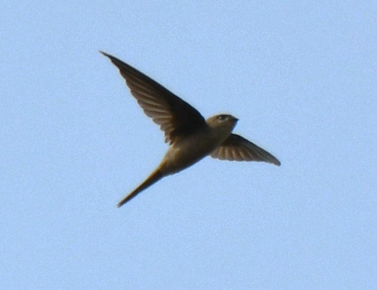 Asian Palm Swift - ML644850883