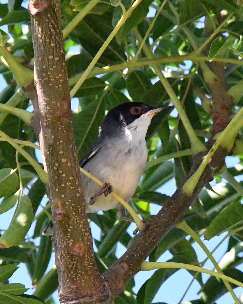 Txinbo burubeltza - ML644850884