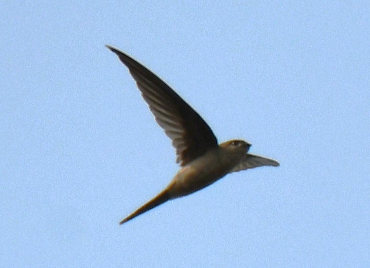 Asian Palm Swift - ML644850885