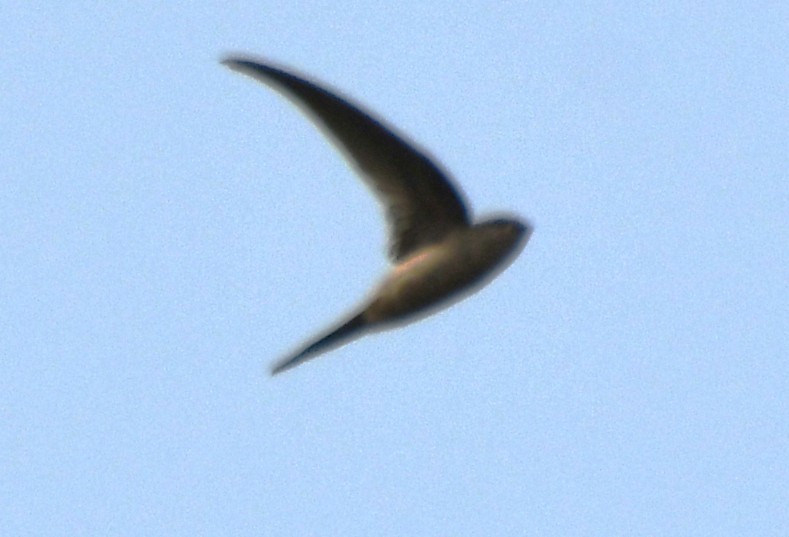Asian Palm Swift - ML644850887