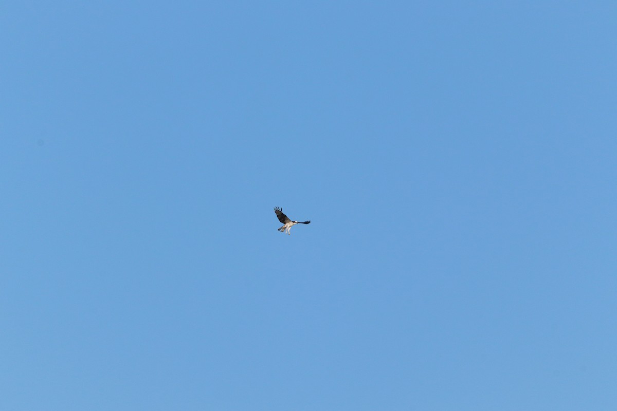 Скопа - ML644850891