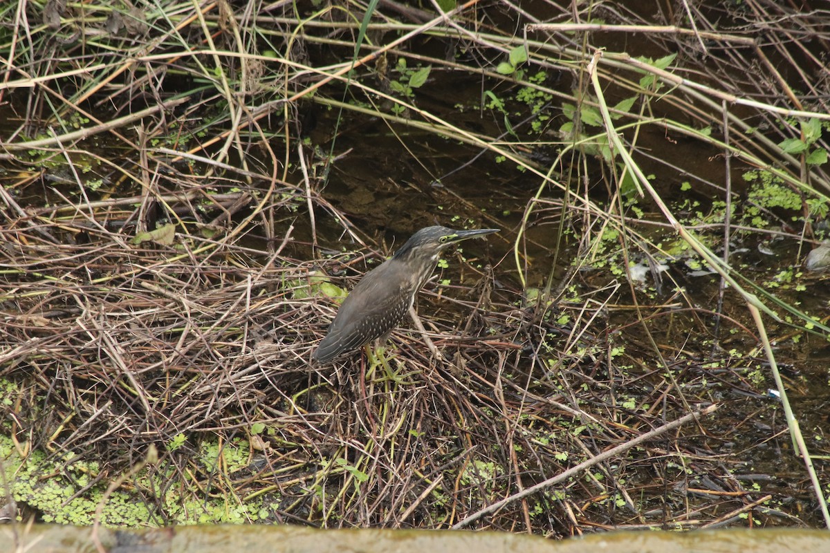 夜鷺 - ML644850897