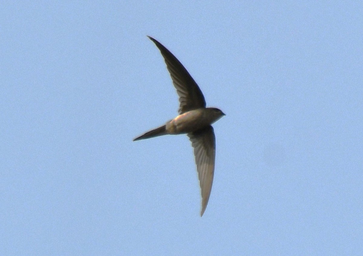 Asian Palm Swift - ML644850898
