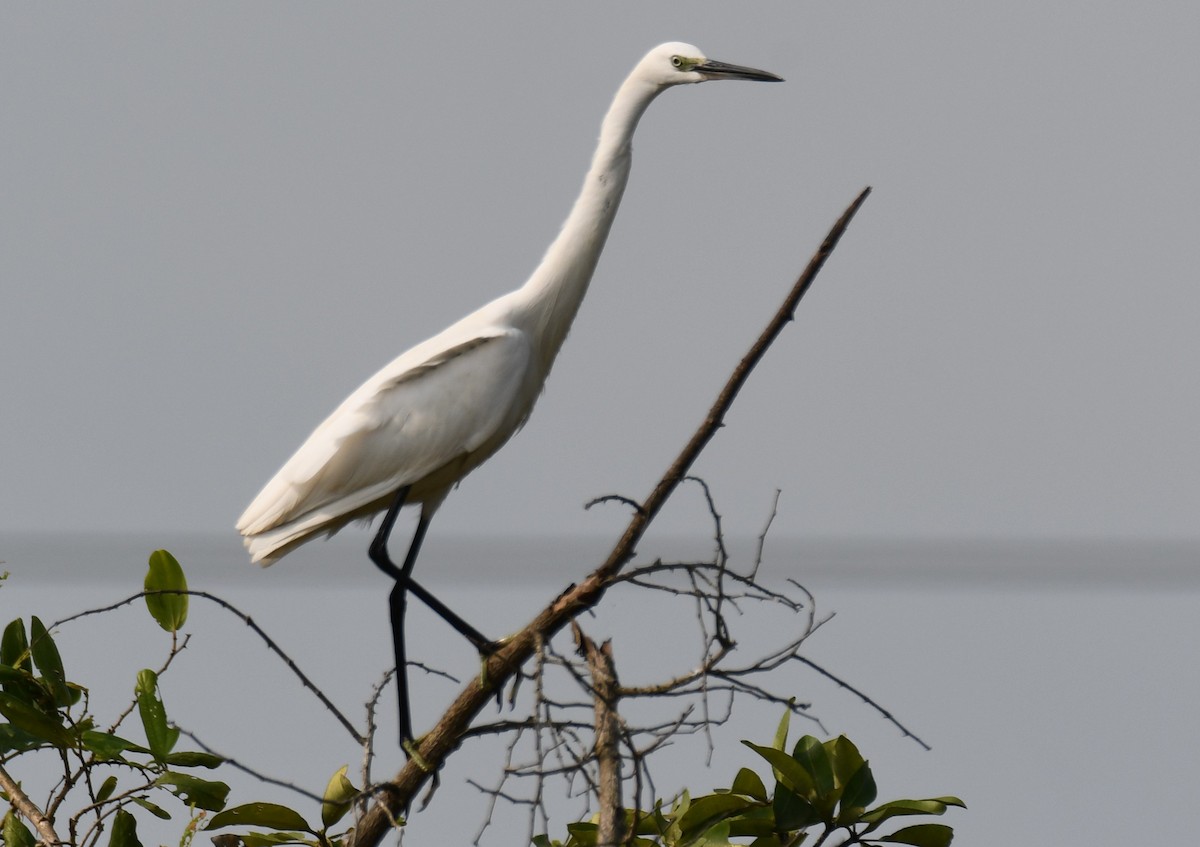 Little Egret - ML644850899