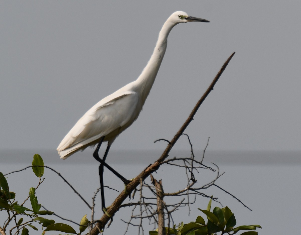 Little Egret - ML644850901