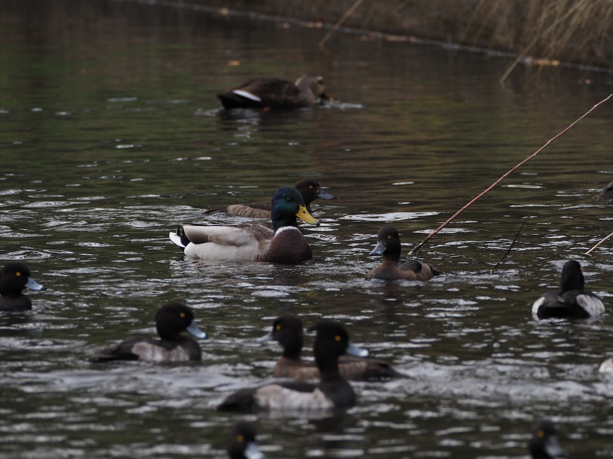 綠頭鴨 - ML644850910