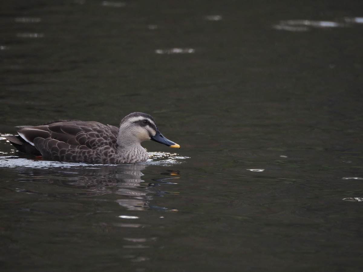 花嘴鴨 - ML644850912
