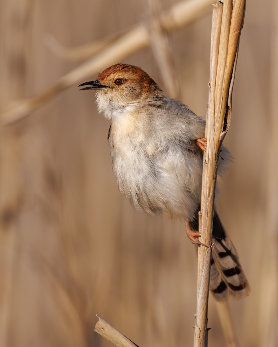 Levaillant's Cisticola - ML644850913