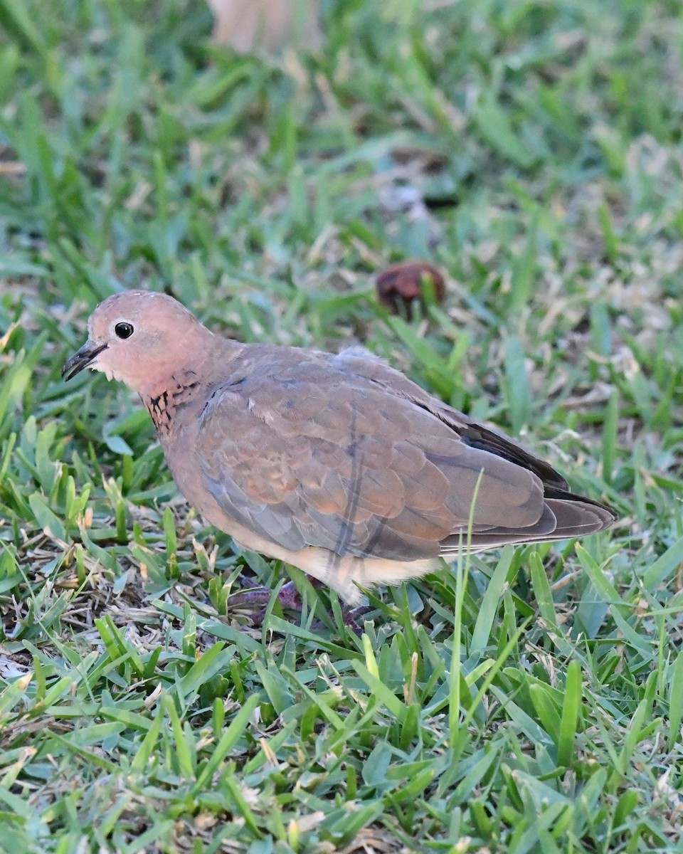 Laughing Dove - ML644850915
