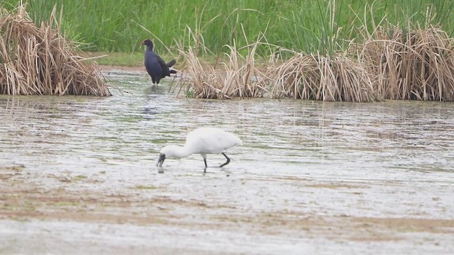 Косар королівський - ML644850916