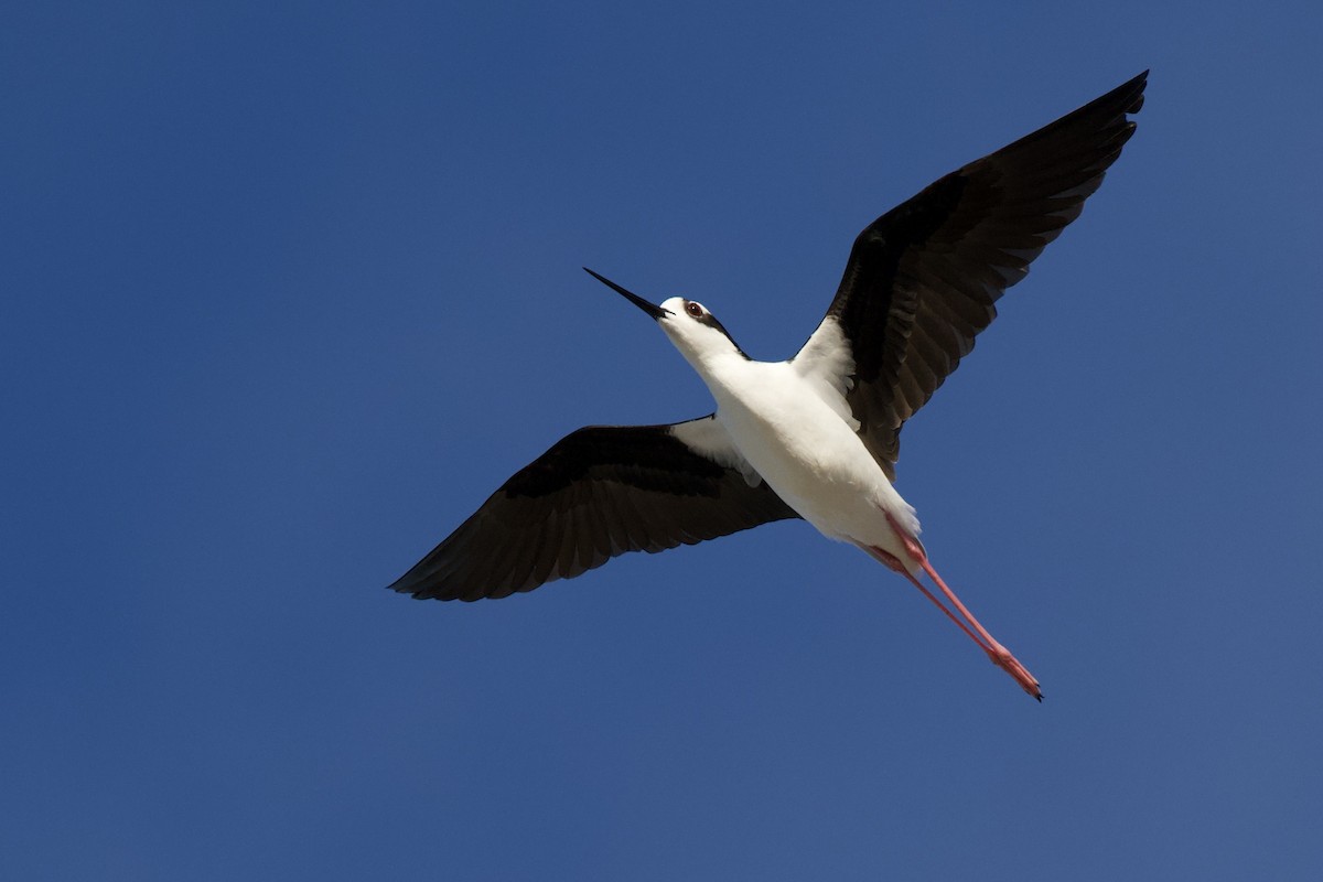 Black-necked Stilt - ML644850917