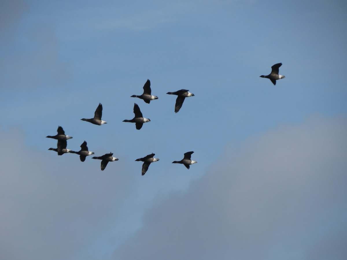 Brant (Dark-bellied) - ML644850918