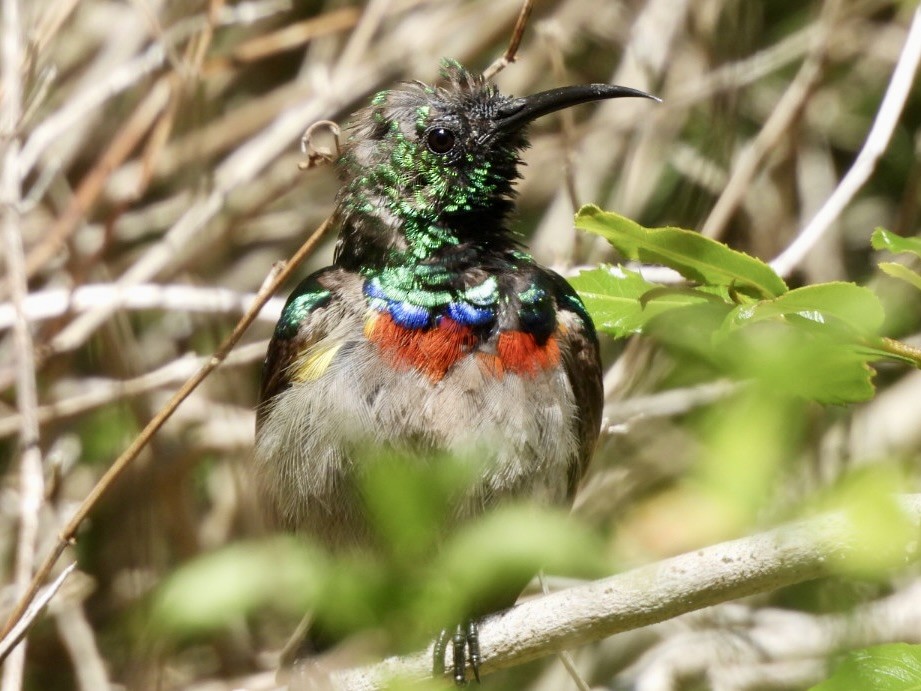 Southern Double-collared Sunbird - ML644850919