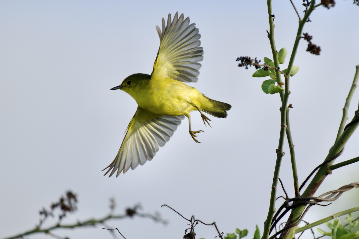 Mangrove Yellow Warbler - ML644850926
