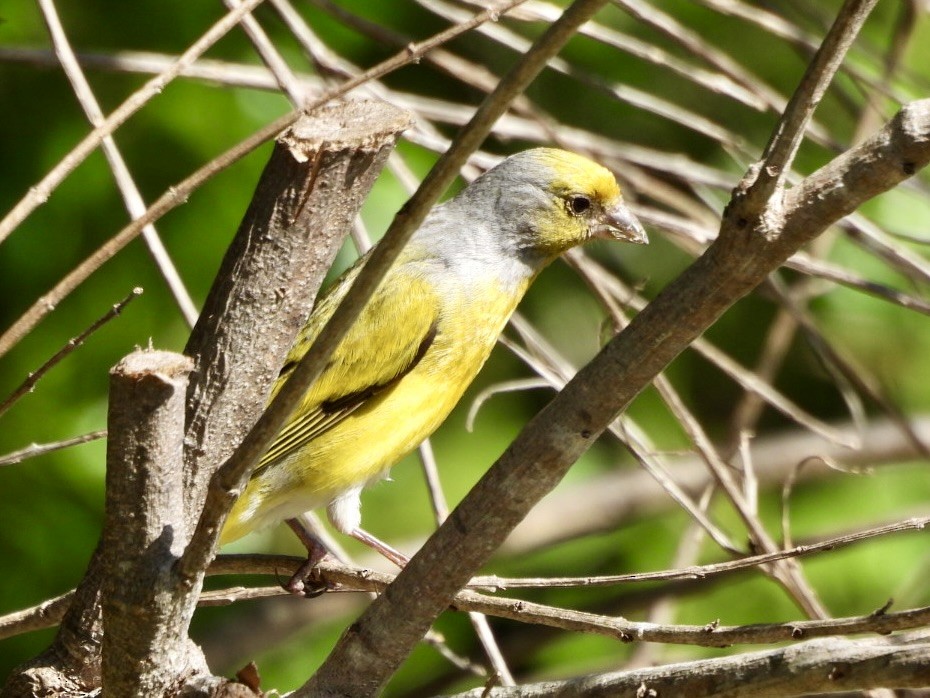 Cape Canary - ML644850927